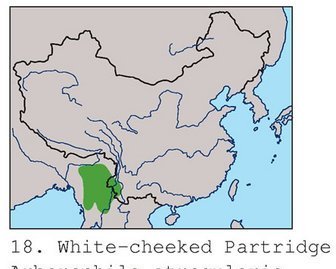 雉科【白颊山鹧鸪 White-cheeked Partridge】生活习性简介 白颊山鹧鸪图片