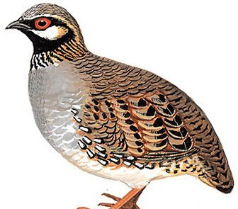 雉科【白颊山鹧鸪 White-cheeked Partridge】生活习性简介 白颊山鹧鸪图片