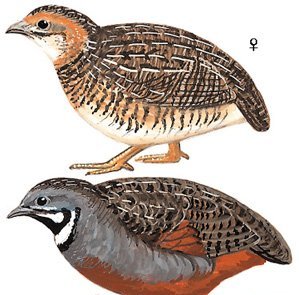 雉科【蓝胸鹑 Blue-breasted Quail】生活习性简介 蓝胸鹑图片