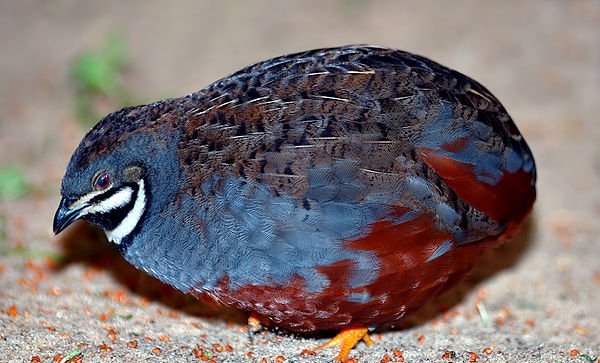 雉科【蓝胸鹑 Blue-breasted Quail】生活习性简介 蓝胸鹑图片