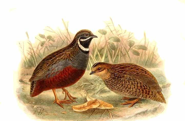 雉科【蓝胸鹑 Blue-breasted Quail】生活习性简介 蓝胸鹑图片