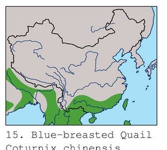 雉科【蓝胸鹑 Blue-breasted Quail】生活习性简介 蓝胸鹑图片