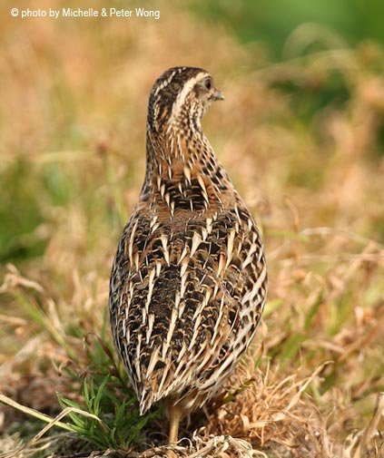 雉科【日本鹌鹑 Japanese Quail】生活习性简介 日本鹌鹑图片