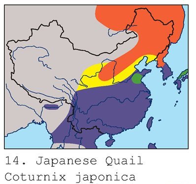 雉科【日本鹌鹑 Japanese Quail】生活习性简介 日本鹌鹑图片