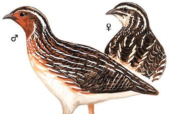 雉科【日本鹌鹑 Japanese Quail】生活习性简介 日本鹌鹑图片