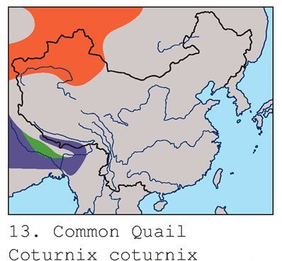 雉科【鹌鹑 Common Quail】生活习性简介 鹌鹑图片