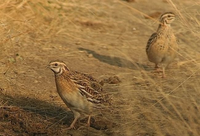 雉科【鹌鹑 Common Quail】生活习性简介 鹌鹑图片