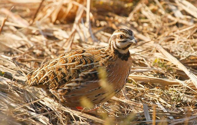 雉科【鹌鹑 Common Quail】生活习性简介 鹌鹑图片