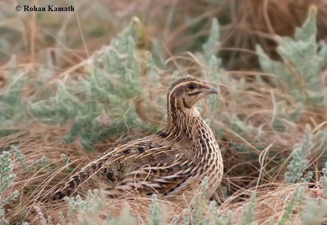 雉科【鹌鹑 Common Quail】生活习性简介 鹌鹑图片