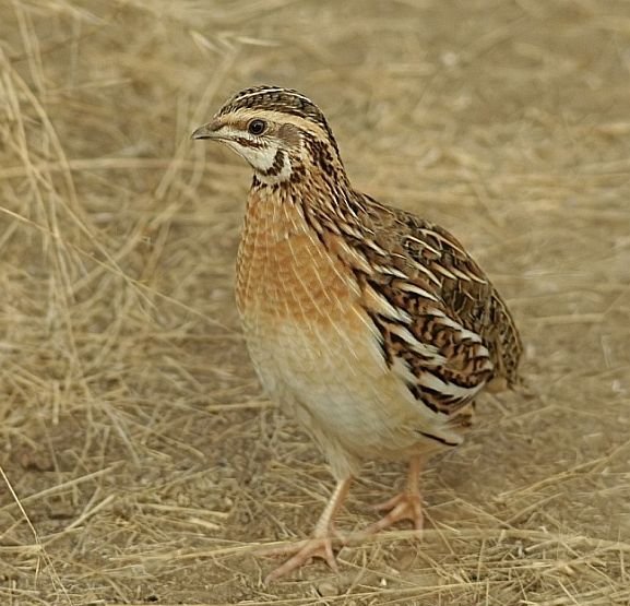 雉科【鹌鹑 Common Quail】生活习性简介 鹌鹑图片