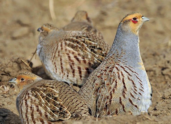 雉科【斑翅山鹑 Daurian Partridge】生活习性简介 斑翅山鹑图片