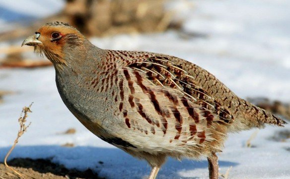 雉科【斑翅山鹑 Daurian Partridge】生活习性简介 斑翅山鹑图片