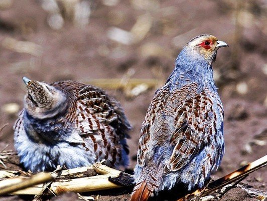 雉科【斑翅山鹑 Daurian Partridge】生活习性简介 斑翅山鹑图片