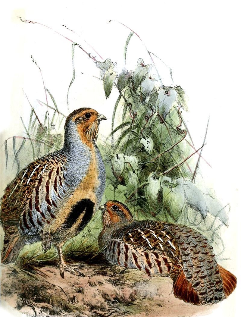 雉科【斑翅山鹑 Daurian Partridge】生活习性简介 斑翅山鹑图片