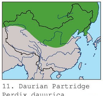 雉科【斑翅山鹑 Daurian Partridge】生活习性简介 斑翅山鹑图片