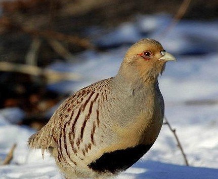 雉科【斑翅山鹑 Daurian Partridge】生活习性简介 斑翅山鹑图片