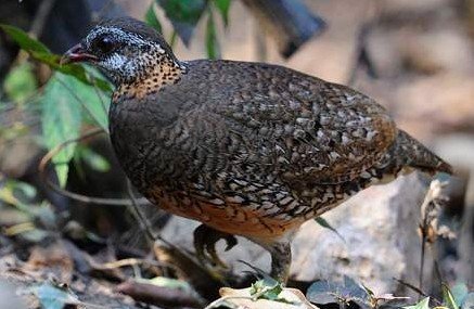 雉科【绿脚山鹧鸪 Scaly-breasted Partridge】生活习性简介 绿脚山鹧鸪图片