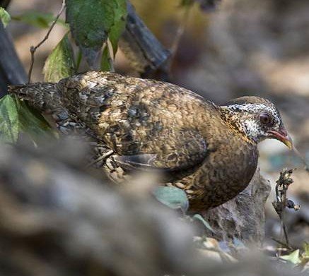 雉科【绿脚山鹧鸪 Scaly-breasted Partridge】生活习性简介 绿脚山鹧鸪图片