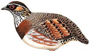 雉科【绿脚山鹧鸪 Scaly-breasted Partridge】生活习性简介 绿脚山鹧鸪图片