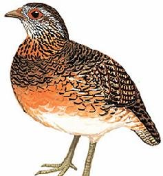 雉科【绿脚山鹧鸪 Scaly-breasted Partridge】生活习性简介 绿脚山鹧鸪图片