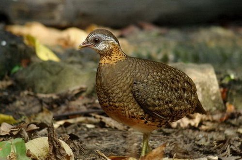 雉科【绿脚山鹧鸪 Scaly-breasted Partridge】生活习性简介 绿脚山鹧鸪图片