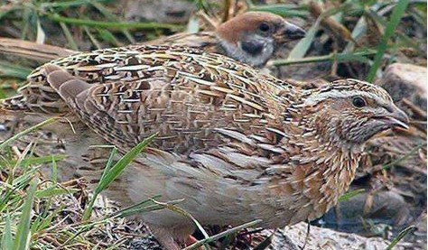 雉科【海南山鹧鸪 Hainan Partridge】生活习性简介 海南山鹧鸪图片