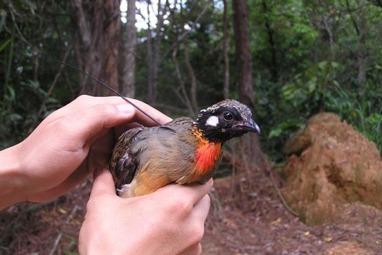 雉科【海南山鹧鸪 Hainan Partridge】生活习性简介 海南山鹧鸪图片