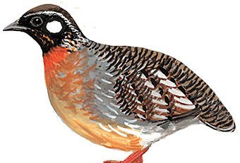 雉科【海南山鹧鸪 Hainan Partridge】生活习性简介 海南山鹧鸪图片