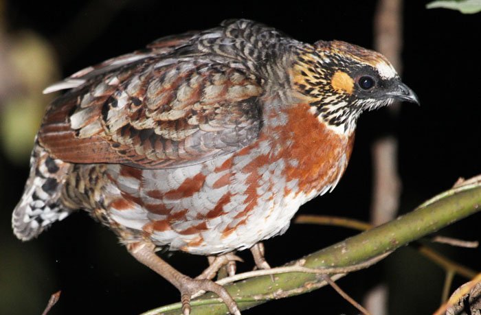 雉科【四川山鹧鸪 Sichuan Partridge】生活习性简介 四川山鹧鸪图片