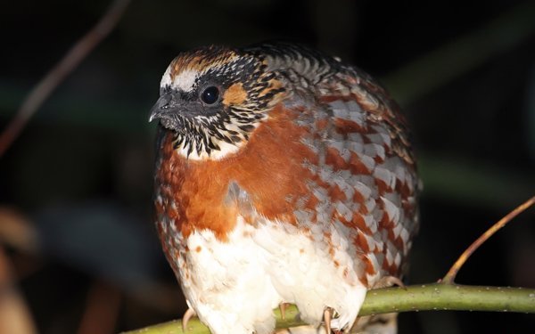 雉科【四川山鹧鸪 Sichuan Partridge】生活习性简介 四川山鹧鸪图片