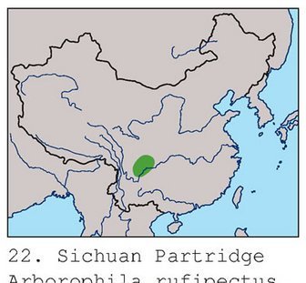 雉科【四川山鹧鸪 Sichuan Partridge】生活习性简介 四川山鹧鸪图片