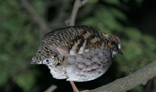 雉科【四川山鹧鸪 Sichuan Partridge】生活习性简介 四川山鹧鸪图片