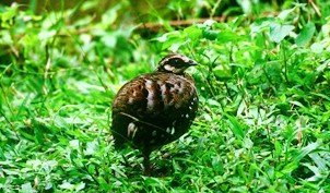 雉科【褐胸山鹧鸪 Brown-breasted Hill Partridge】生活习性简介 褐胸山鹧鸪图片