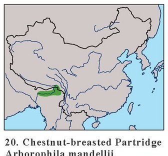 雉科【红胸山鹧鸪 Red-breasted Hill Partridge】生活习性简介 红胸山鹧鸪图片