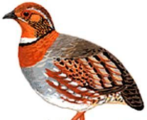 雉科【红胸山鹧鸪 Red-breasted Hill Partridge】生活习性简介 红胸山鹧鸪图片