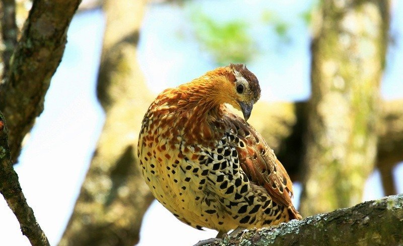 雉科【棕胸竹鸡 Mountain Bamboo-Partridge】生活习性简介 棕胸竹鸡图片