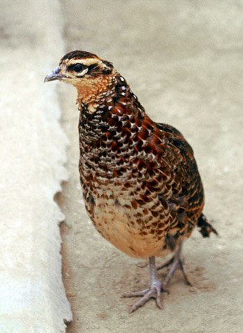 雉科【棕胸竹鸡 Mountain Bamboo-Partridge】生活习性简介 棕胸竹鸡图片