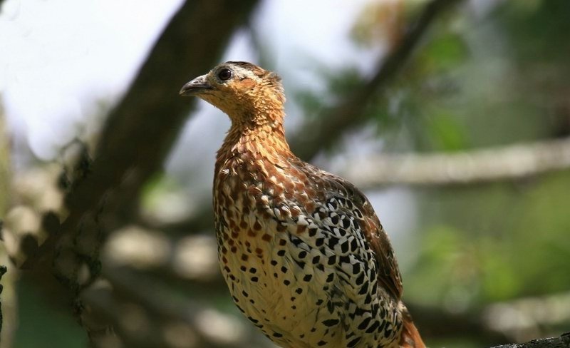 雉科【棕胸竹鸡 Mountain Bamboo-Partridge】生活习性简介 棕胸竹鸡图片