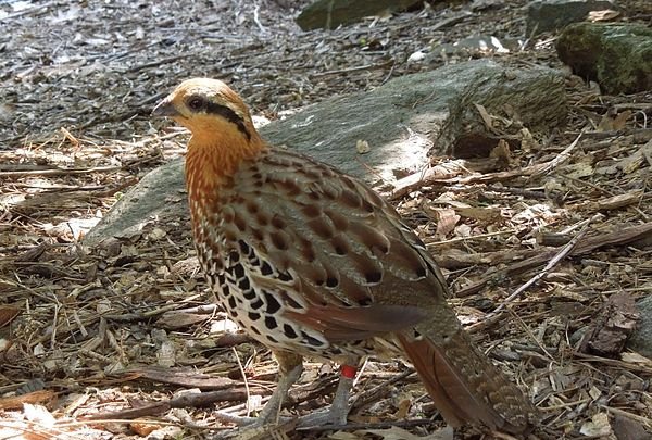 雉科【棕胸竹鸡 Mountain Bamboo-Partridge】生活习性简介 棕胸竹鸡图片