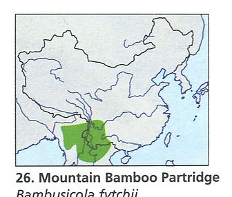 雉科【棕胸竹鸡 Mountain Bamboo-Partridge】生活习性简介 棕胸竹鸡图片