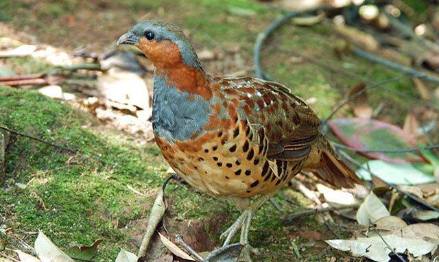 雉科【灰胸竹鸡 Chinese Bamboo-Partridge】生活习性简介 灰胸竹鸡图片