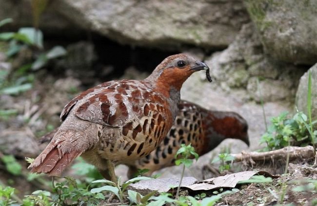 雉科【灰胸竹鸡 Chinese Bamboo-Partridge】生活习性简介 灰胸竹鸡图片