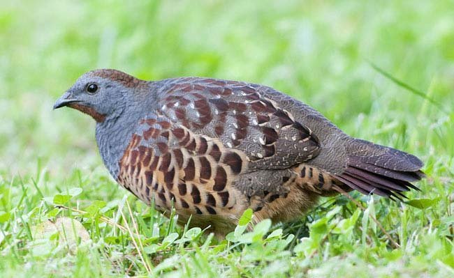 雉科【灰胸竹鸡 Chinese Bamboo-Partridge】生活习性简介 灰胸竹鸡图片