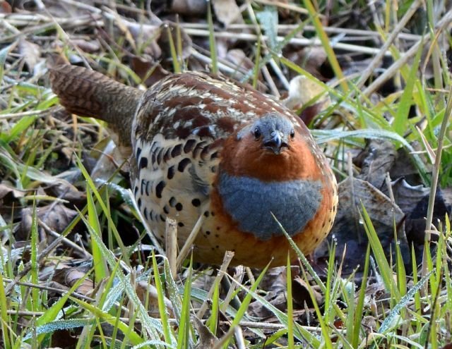 雉科【灰胸竹鸡 Chinese Bamboo-Partridge】生活习性简介 灰胸竹鸡图片