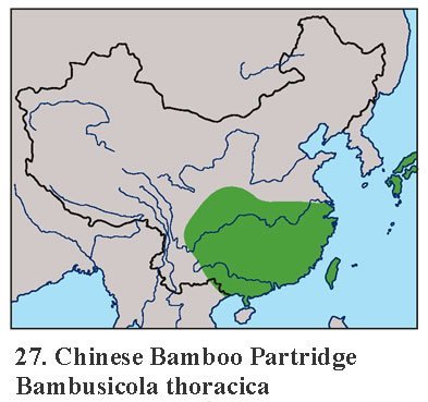 雉科【灰胸竹鸡 Chinese Bamboo-Partridge】生活习性简介 灰胸竹鸡图片