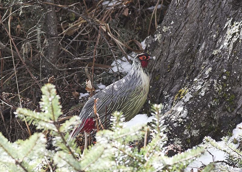 雉科【血雉 Blood Pheasant】生活习性简介 血雉图片