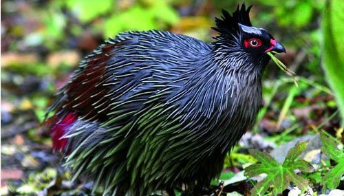 雉科【血雉 Blood Pheasant】生活习性简介 血雉图片