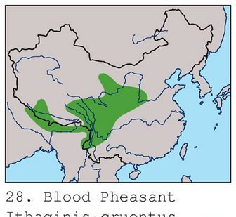 雉科【血雉 Blood Pheasant】生活习性简介 血雉图片