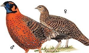 雉科【黑头角雉 Western Tragopan】生活习性简介 黑头角雉图片