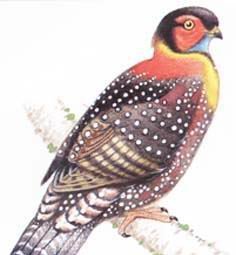 雉科【黑头角雉 Western Tragopan】生活习性简介 黑头角雉图片